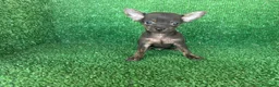 Chihuahua perros en venta: chihuahua - Anuncio 11