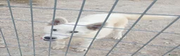 Husky Siberiano perros en venta: Husky siberiano con reconocimiento de raza pedigre - Anuncio 3