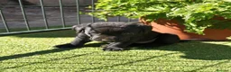 Labrador Retriever perros en venta: LABRADOR - Anuncio 8