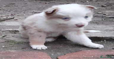 Border Collie perros - Anuncio 13