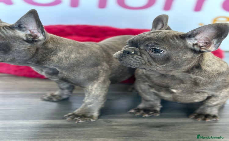 Bulldog Francés perros - Propaganda 1