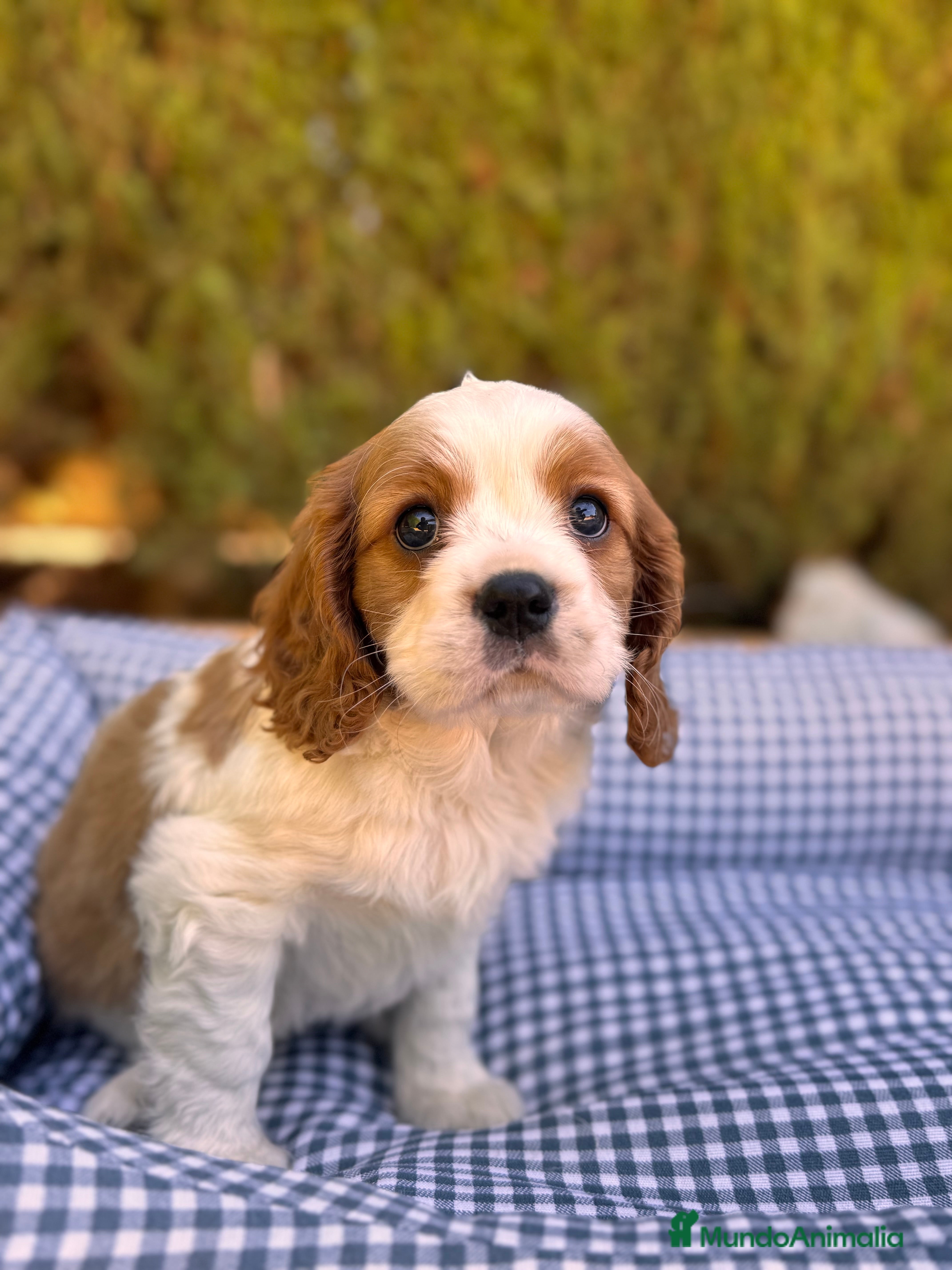 Cavalier King Charles Spaniel perros CAVALIER CAVALIER CAVALIER CAVALIER   - Anuncio 2