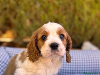 Cavalier King Charles Spaniel perros CAVALIER CAVALIER CAVALIER CAVALIER - Anuncio 2