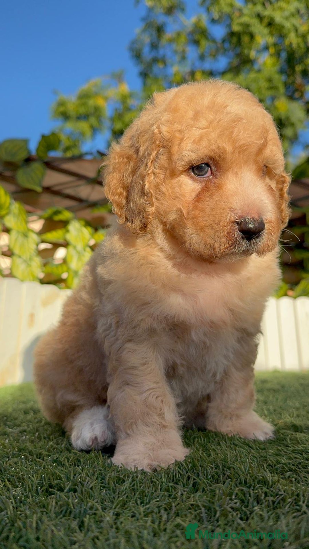 Perro de Agua Español perros en venta: PERRO DE AGUA ESPAÑOL  - Imagen 7