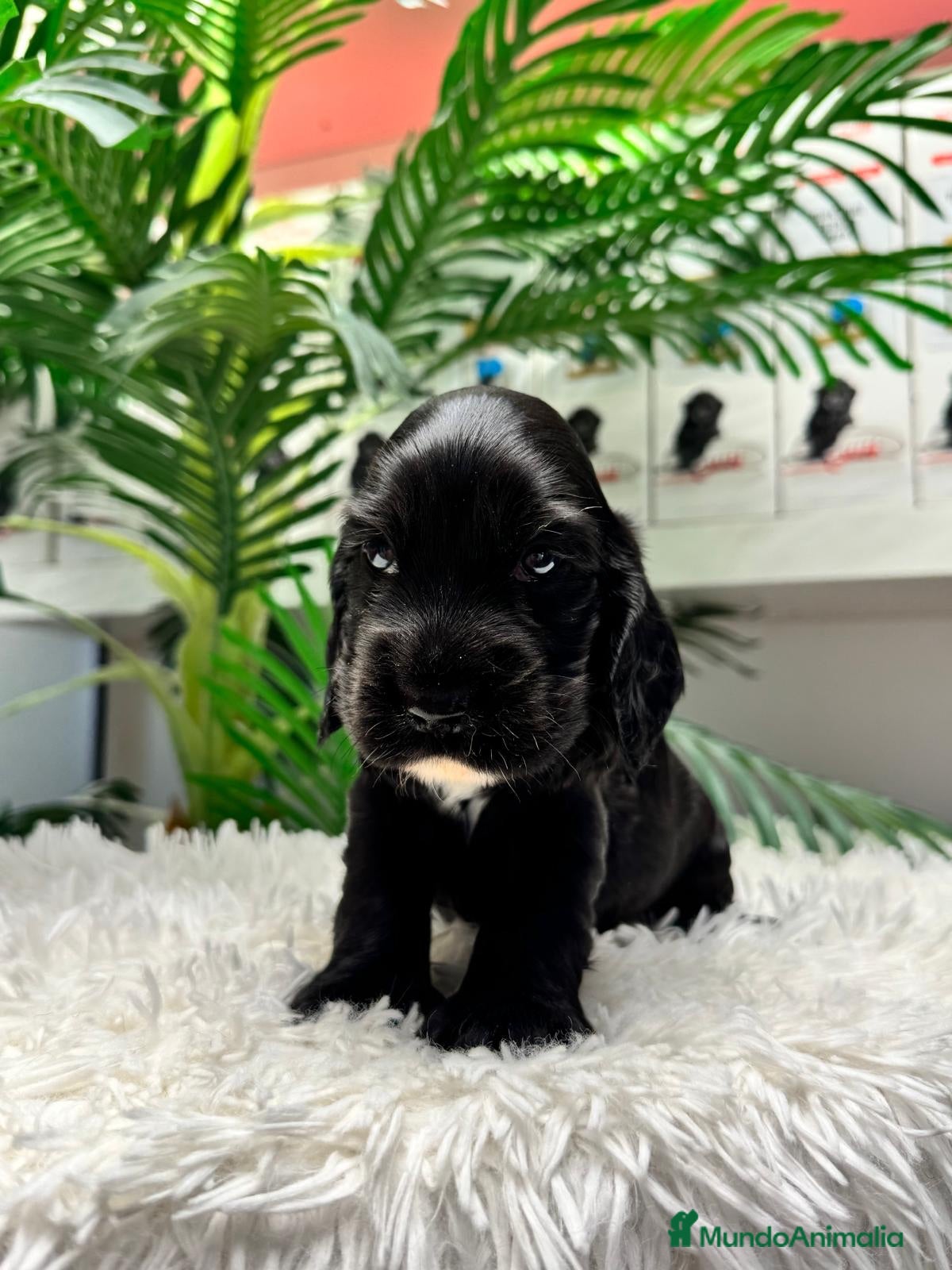 Cocker Spaniel Inglés perros COCKER DPANIEL INGLÉS  - Anuncio 1