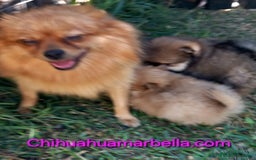 Pomerania perros en venta: Pomerania macho - Imagen 1