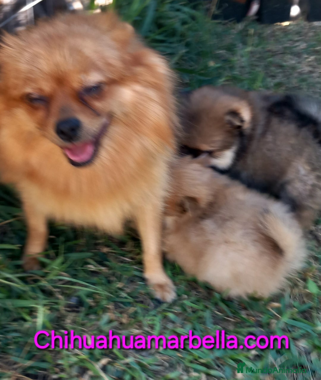 Pomerania perros en venta: Pomerania macho - Imagen 1