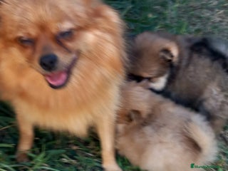 Pomerania perros - Anuncio 1