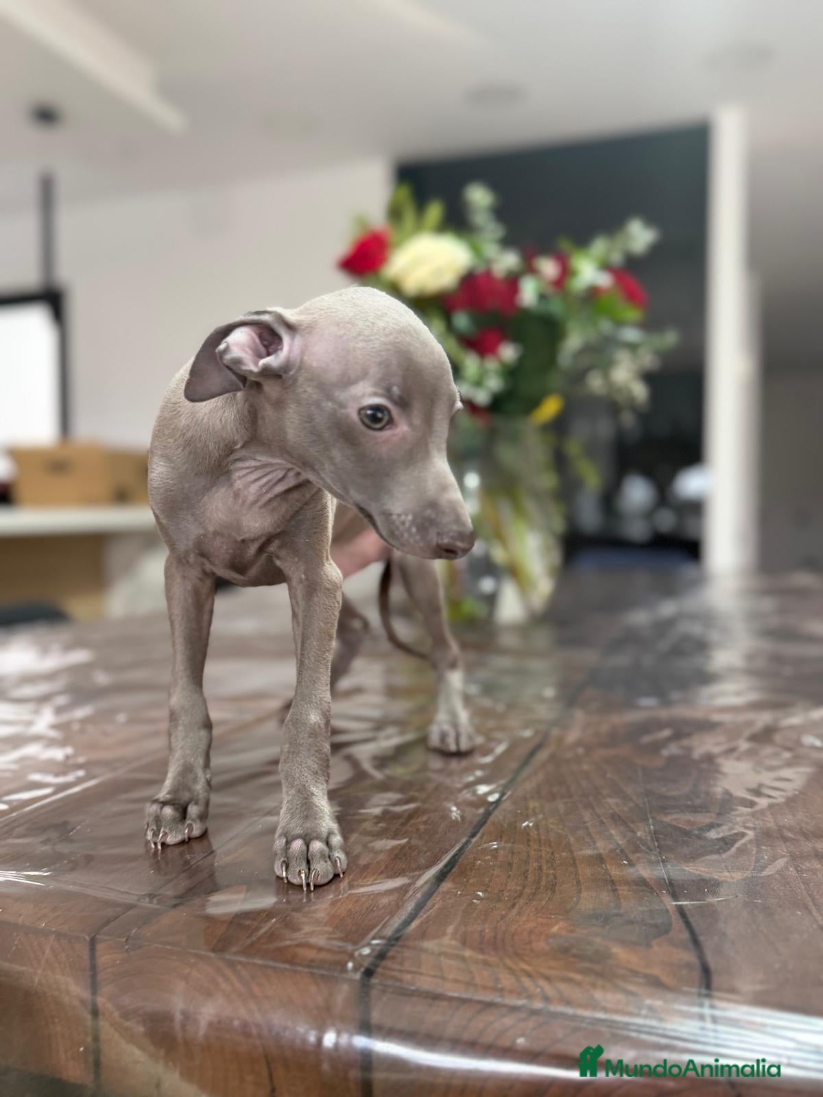 Pequeño Lebrel Italiano perros Pequeño Lebrel Italiano Finca Paunais  - Anuncio 2