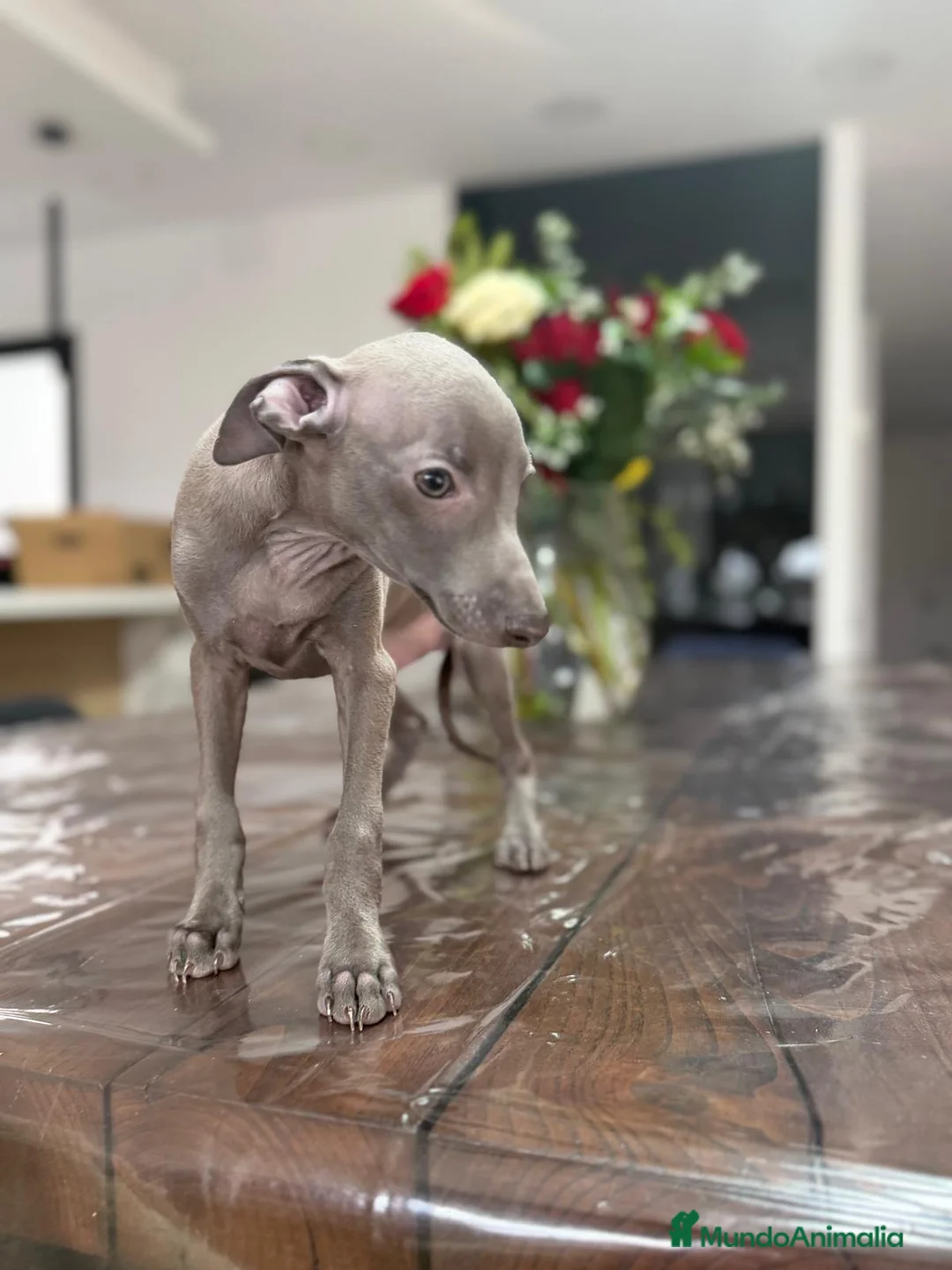 Pequeño Lebrel Italiano perros en venta: Pequeño Lebrel Italiano Finca Paunais  - Anuncio 1