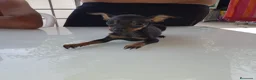 Ratón de Praga perros en venta: Cachorro de ratón de Praga  - Anuncio 20