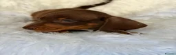 Teckel Miniatura perros en venta: TECKEL MINIATURA CHOCOLATE  - Anuncio 11