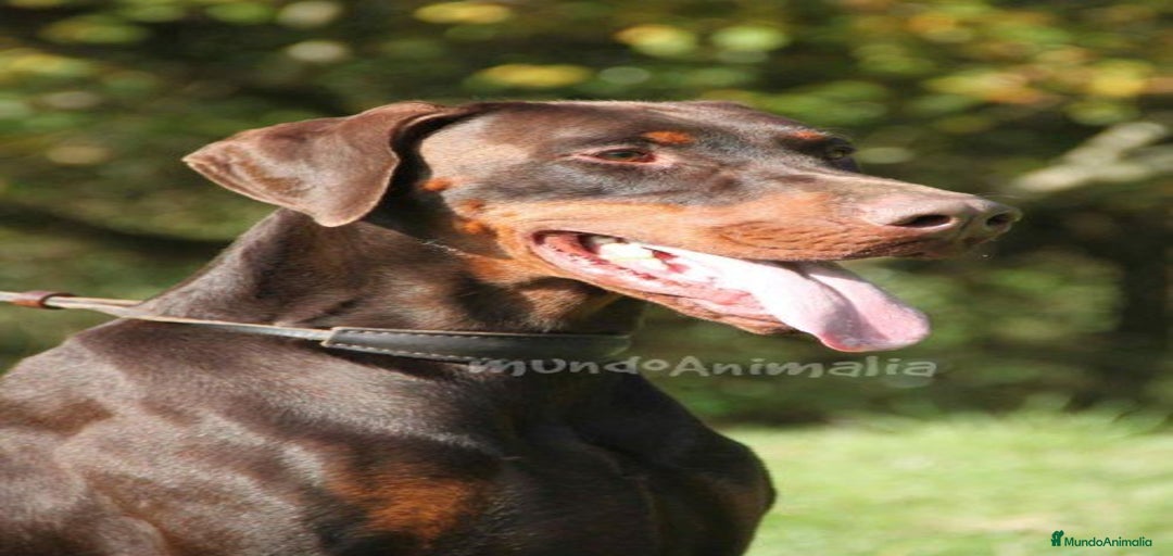 Imagen de galería {{count}}