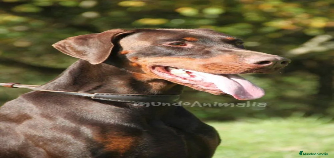 Imagen de galería {{count}}