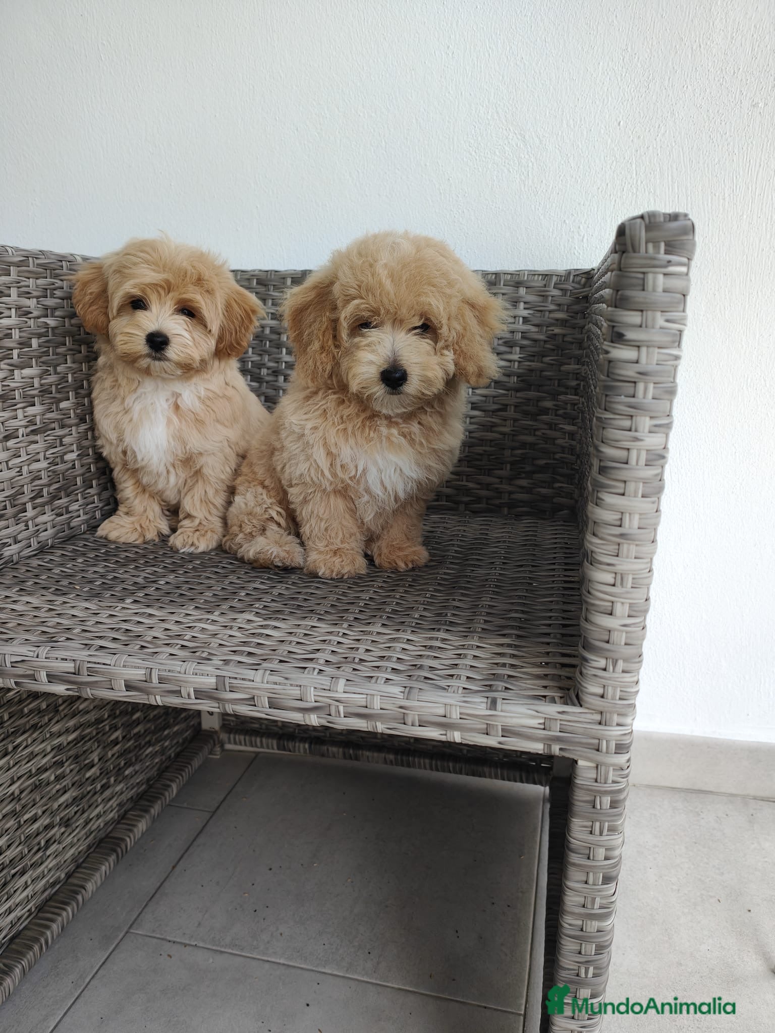 Maltipoo perros maltipoo  - Anuncio 1