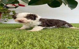 Perro de Agua Español perros en venta: PERRO DE AGUA ESPAÑOL MACHO - Imagen 19