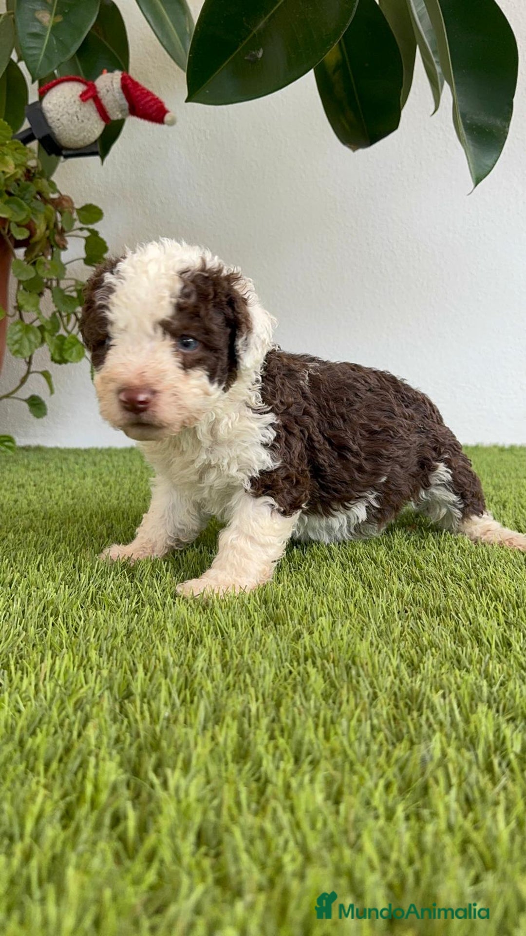 Perro de Agua Español perros en venta: PERRO DE AGUA ESPAÑOL MACHO - Imagen 19