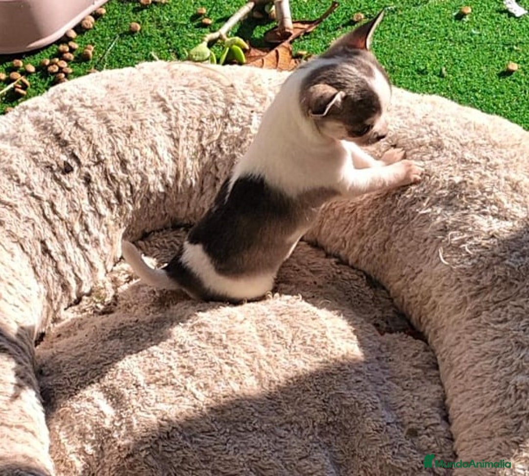 Chihuahua perros en venta: Chihuahua micro toy  - Anuncio 3