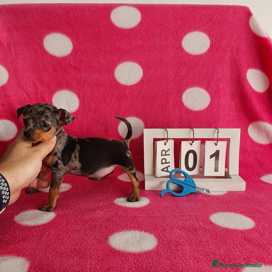 Ratón de Praga perros en venta: Ratón de Praga  - Anuncio 2