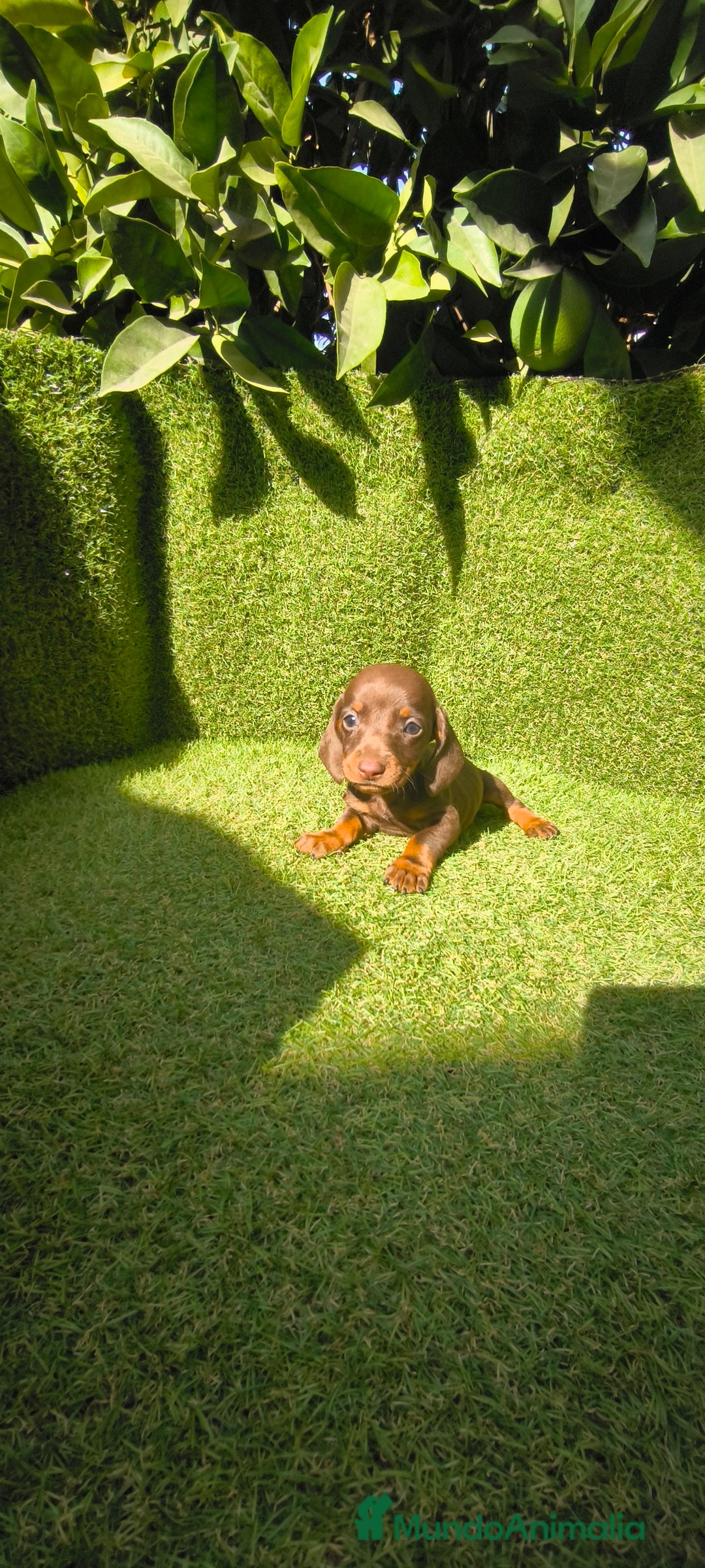 Teckel Miniatura perros en venta: camada teckel canichen muy pequeños  - Imagen 31