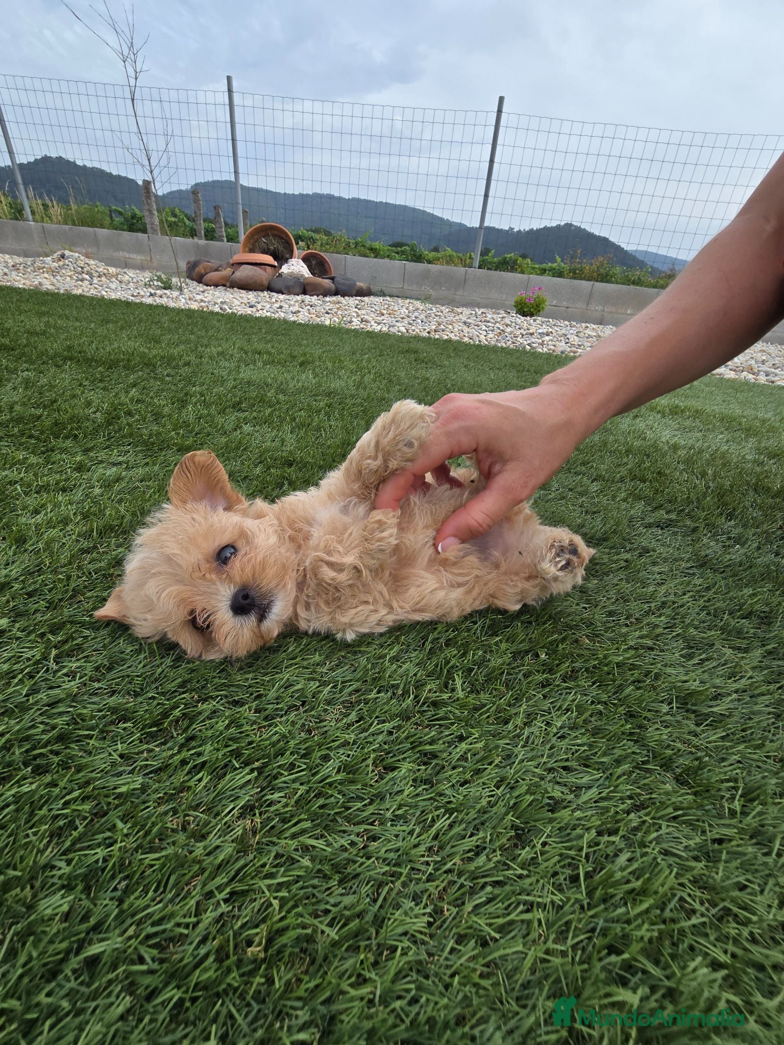 Maltipoo perros Maltipoo Toy Asiático:auténticos ositos de peluche - Anuncio 1