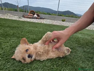 Maltipoo perros Maltipoo Toy Asiático:auténticos ositos de peluche - Anuncio 1