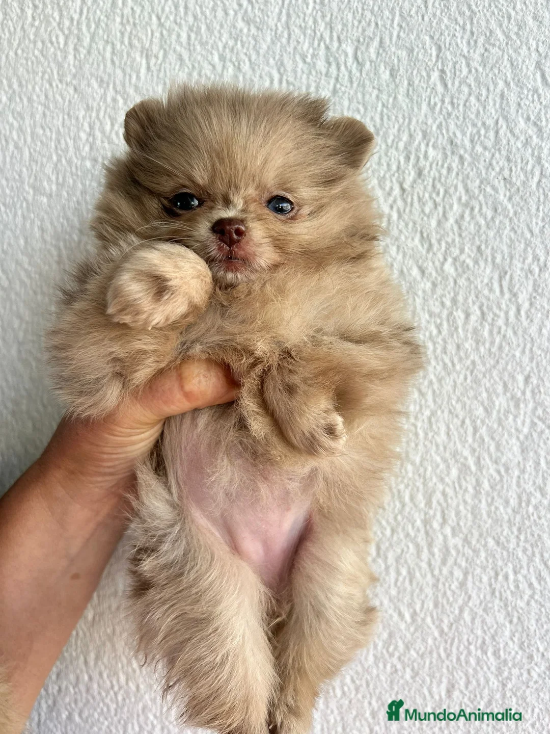 Pomerania perros en venta: Pomerania mini linea rusa  - Anuncio 6