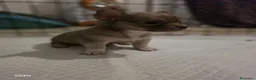 Chihuahua perros en venta: camada chihuahua  - Anuncio 5