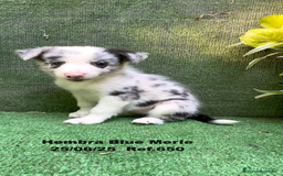 Border Collie perros en venta: BORDER COLLIE hembras Blue Merle - Imagen 17