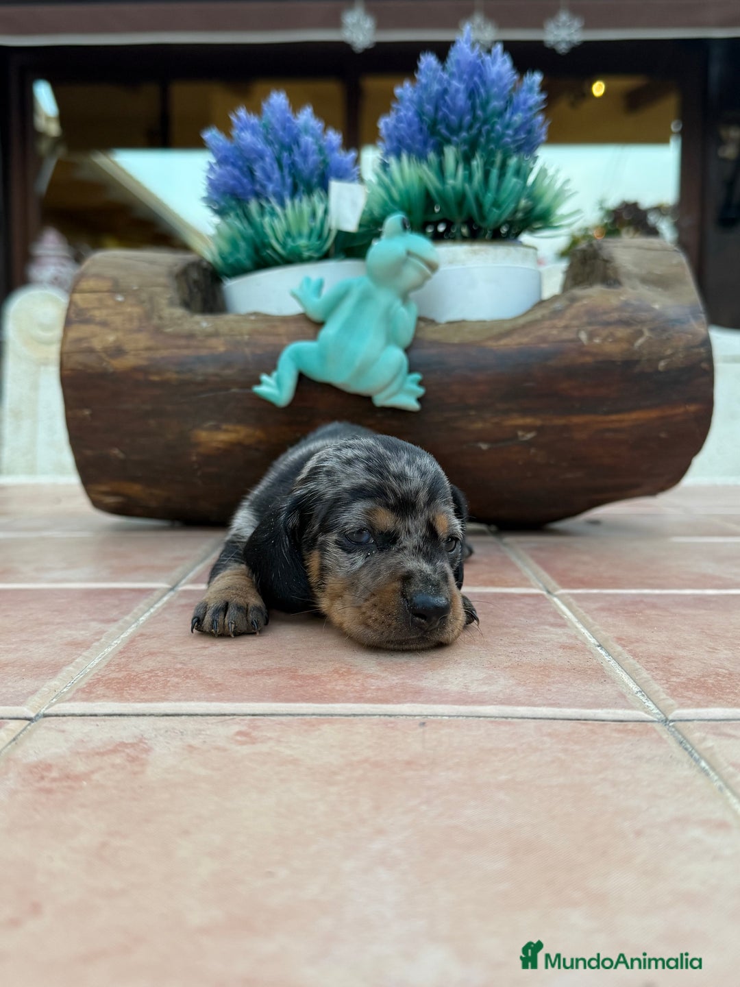 Teckel Miniatura perros en venta: Teckel Kaninchen - Imagen 2