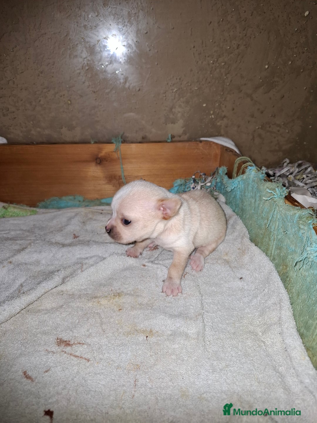 Chihuahua perros en venta: Chihuahua macho - Anuncio 2