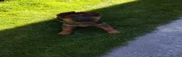 Pastor Alemán perros en venta: Cachorros de pastor alemán  - Anuncio 1