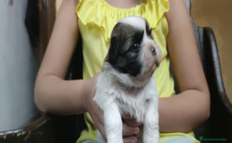 Shih Tzu perros - Anuncio 1