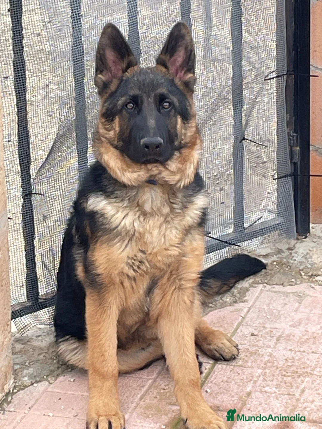 Pastor Alemán perros en venta: Cachorros pastor alemán  - Anuncio 1