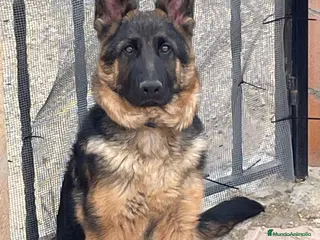Pastor Alemán perros Cachorros pastor alemán - Anuncio 1