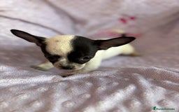 Chihuahua perros en venta: Chihuahua mini toy  - Imagen 12