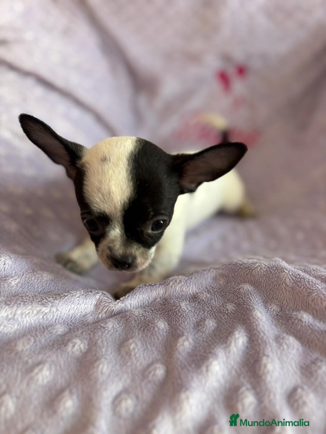 Chihuahua perros en venta: Chihuahua mini toy  - Imagen 12