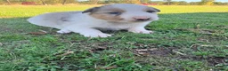 Border Collie perros en venta: Border Collie - Anuncio 33