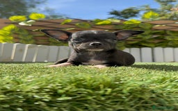 Chihuahua perros en venta: CHIHUAHUA HEMBRA - Imagen 2
