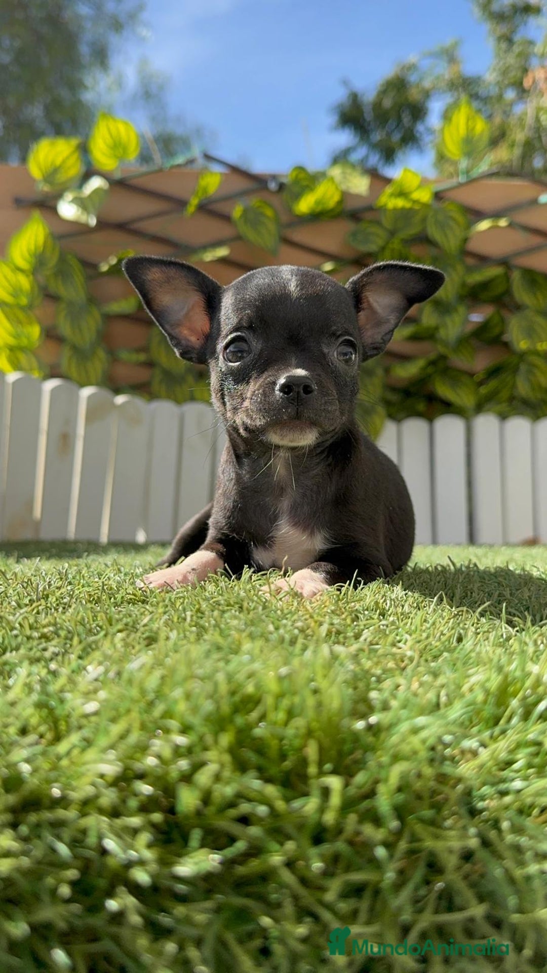 Chihuahua perros en venta: CHIHUAHUA HEMBRA - Imagen 2