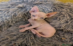 Sphynx gatos en venta: GATO EGIPCIO MACHO - Imagen 2
