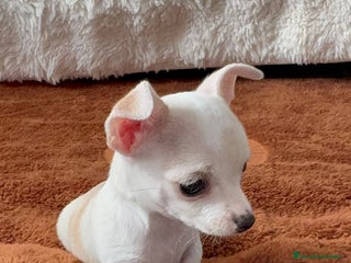 Chihuahua perros - Anuncio 2