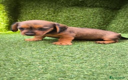 Teckel Miniatura perros en venta: camada teckel mini  - Imagen 15