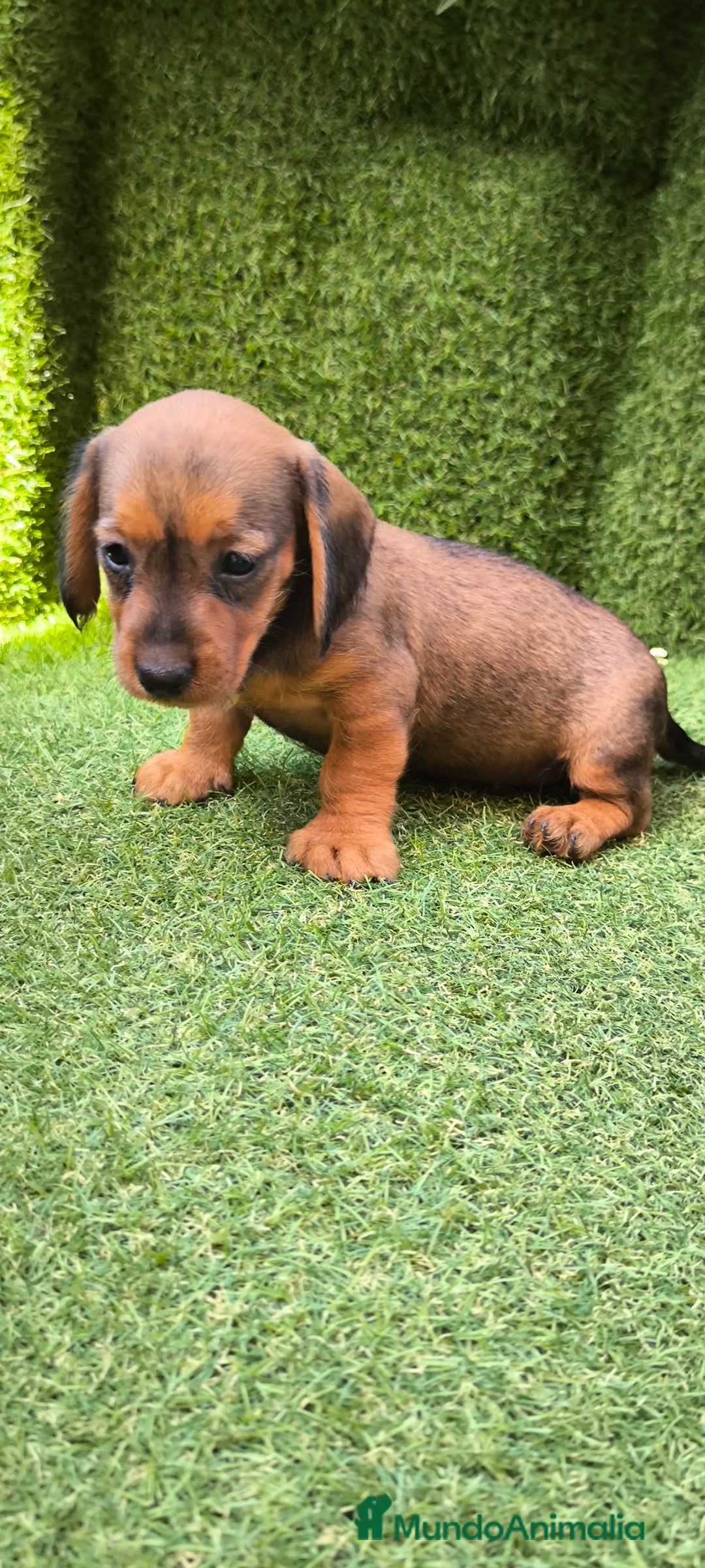 Teckel Miniatura perros en venta: camada teckel mini  - Imagen 15