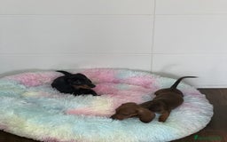 Teckel Miniatura perros en venta: TECKEL MINIATURAS SELECCIÓN  - Imagen 2