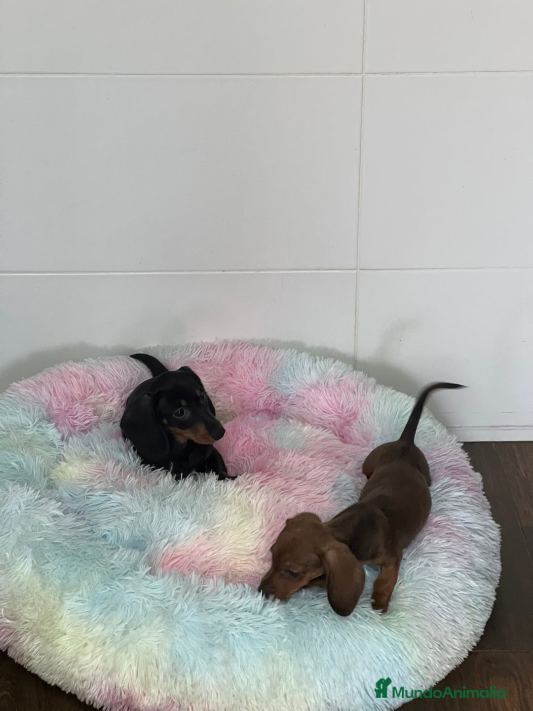 Teckel Miniatura perros en venta: TECKEL MINIATURAS SELECCIÓN  - Imagen 2