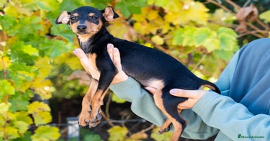 Pinscher Miniatura perros - Anuncio 8