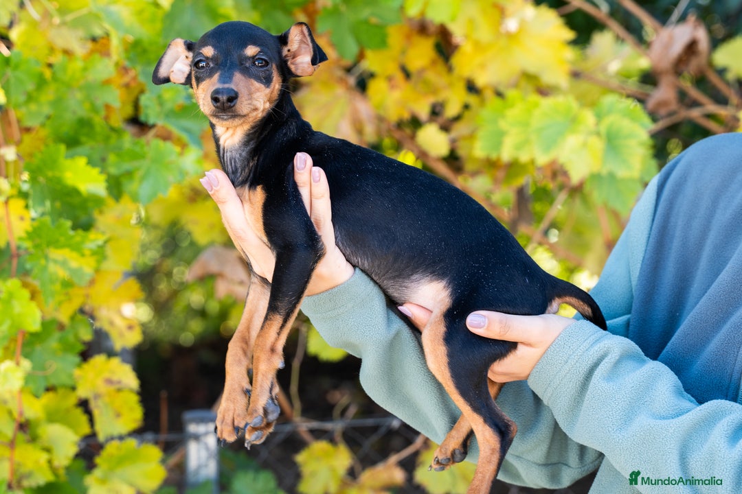 Pinscher Miniatura perros en venta: Mini pinscher  - Imagen 2