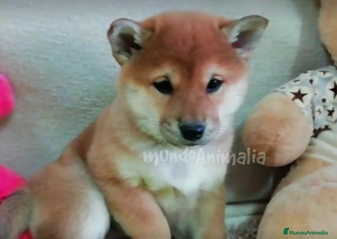 Imagen de galería {{count}}