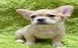 Bulldog Francés perros en venta: Bulldog francés Fluffy  - Imagen 1